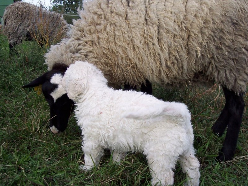 Romanovská ovečka a malý komondor z CHS Fehér Kócos