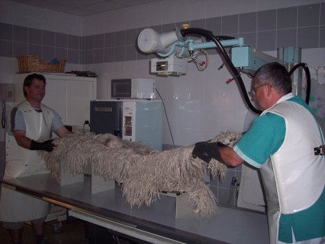 Polohování před rentgenem kyčlí Jászkiséri Kócos Vatty na klinice MVDr. Russe