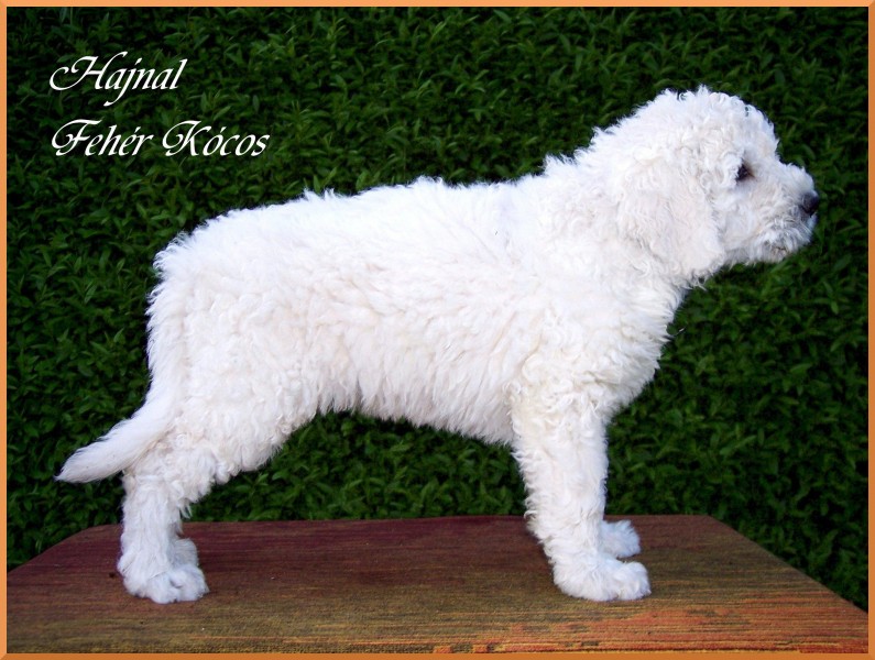 Hajnal Fehér Kócos - komondor puppy 7 weeks old